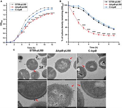 LcpB Is a Pyrophosphatase Responsible for Wall Teichoic Acid Synthesis and Virulence in Staphylococcus aureus Clinical Isolate ST59